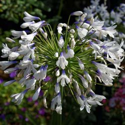 agapanthus queen mum